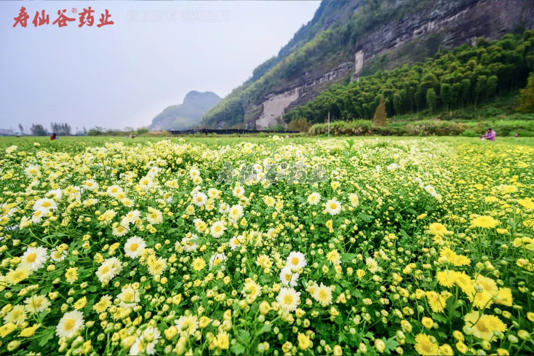 浙江太阳成集团tyc122cc医药股份有限公司